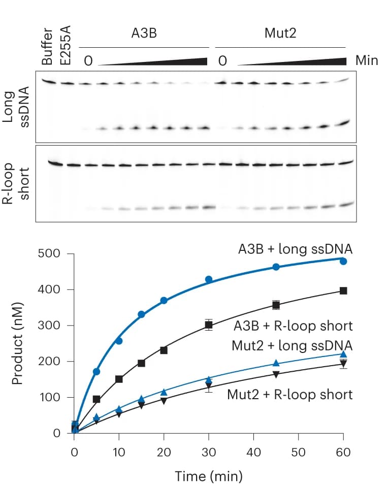 Open access visualization of Line Plot, Error Bars, Subcellular Localization, A3B-eGFP, U2OS Cells