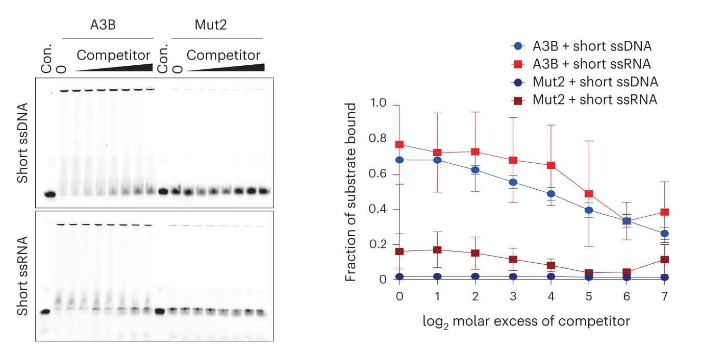 Open access visualization of Line Plot, Error Bars, Gel, EMSAs, A3B