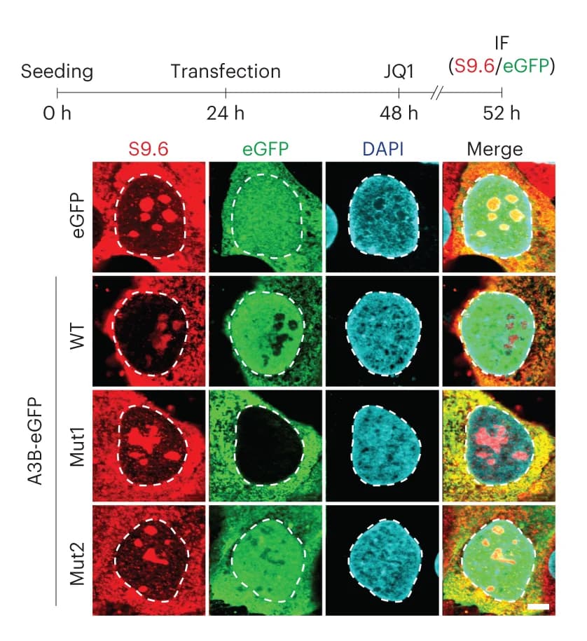 Open access visualization of Microscopy, IF Images, U2OS Cells, eGFP, S9.6