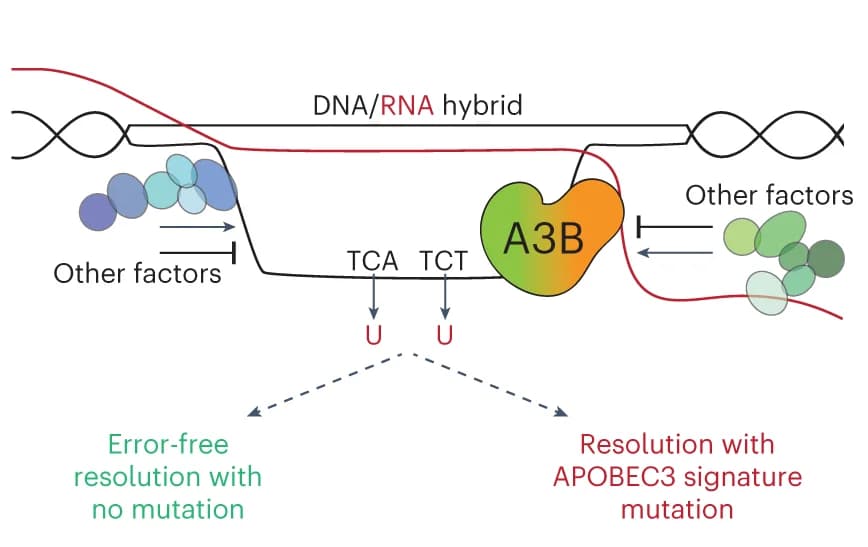 Open access visualization of Workflow, Illustration, R-loop, Mutation, Transcription