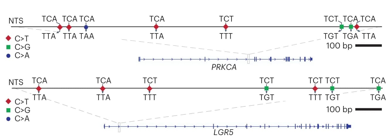 Open access visualization of Illustration, NTS, Kataegic Events, PRKCA, LGR5
