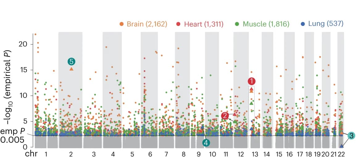 Open access visualization of Scatter Plot, Manhattan Plot, haQTLs, Brain, Heart