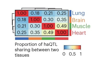Open access visualization of Heatmap, Clustered, haQTL, Tissue Sharing, Tissue Pair