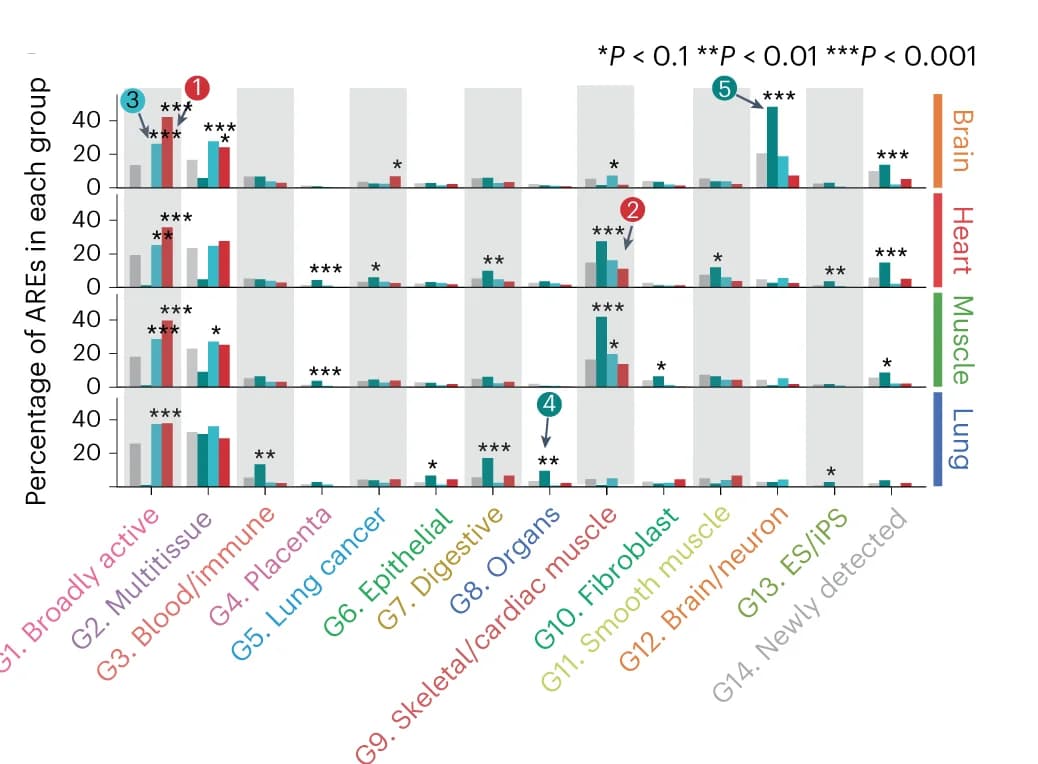 Open access visualization of Bar Plot, Clustered, gAREs, ARE Groups, Enrichment