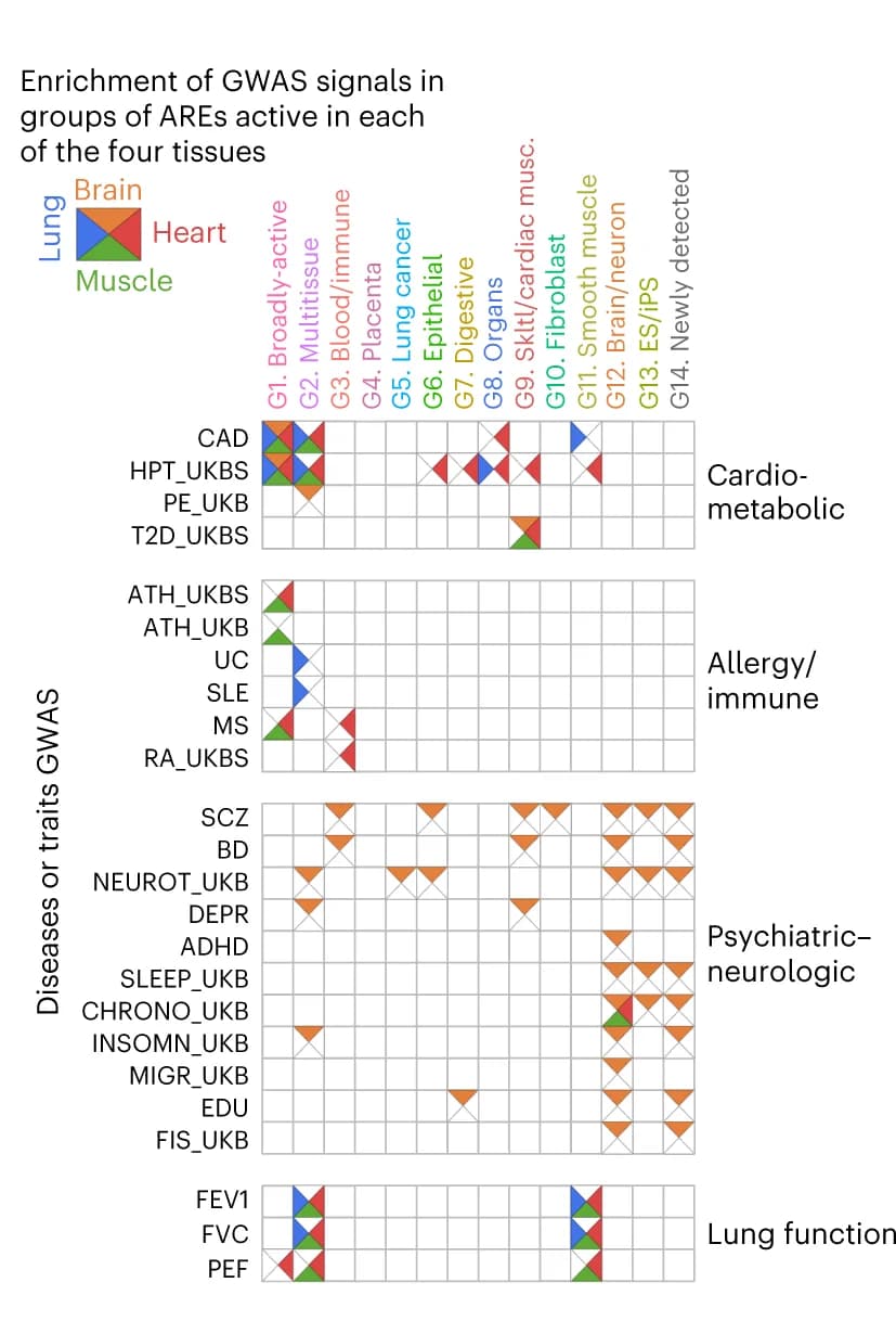 Open access visualization of Heatmap, GWAS signals, ARE groups, Tissue presence, GWAS studies
