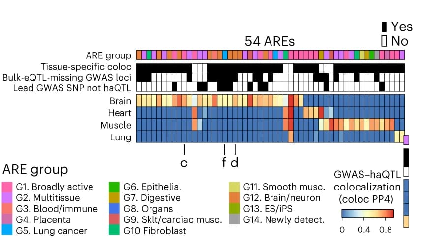 Open access visualization of Heatmap, GWAS, haQTL, gARE loci, Schizophrenia