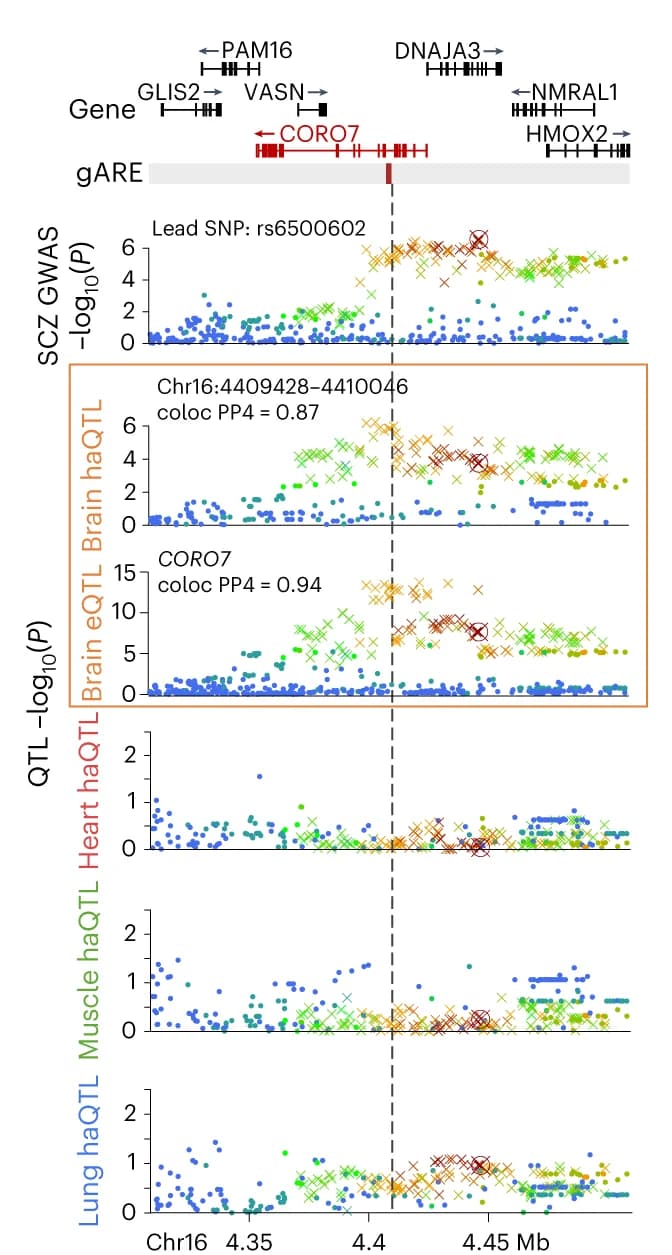 Open access visualization of Scatter Plot, Manhattan Plot, Tissue-specific regulation, Colocalization, haQTL