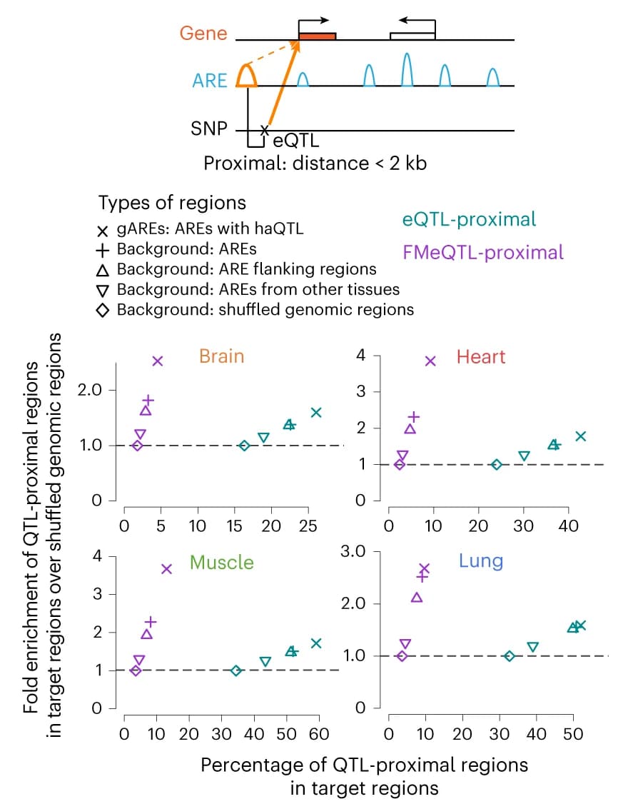 Open access visualization of Scatter Plot, gARE-eGene Linking, eQTL Proximity, QTL-proximal Regions, Genomic Regions