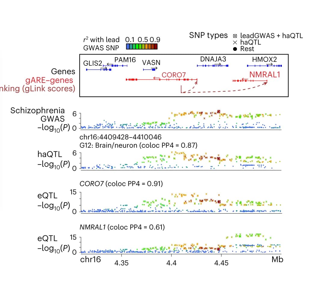 Open access visualization of Scatter Plot, Locuszoom Plot, Schizophrenia, GWAS, Brain