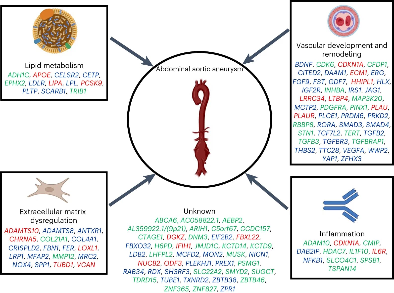 Open access visualization of Illustration, Workflow, GWAS Loci, Causal Gene, Biological Mechanism
