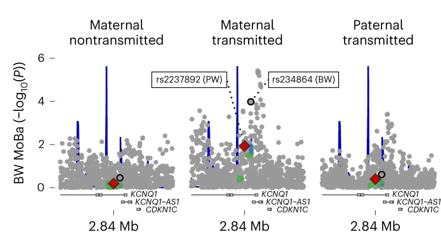 Open access visualization of Locuszoom Plot, Scatter Plot, Bar Plot, Regional Plots, KCNQ1 Locus