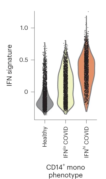 Open access visualization of Violin Plot, IFN Signature Score, CD14+ Phenotypes