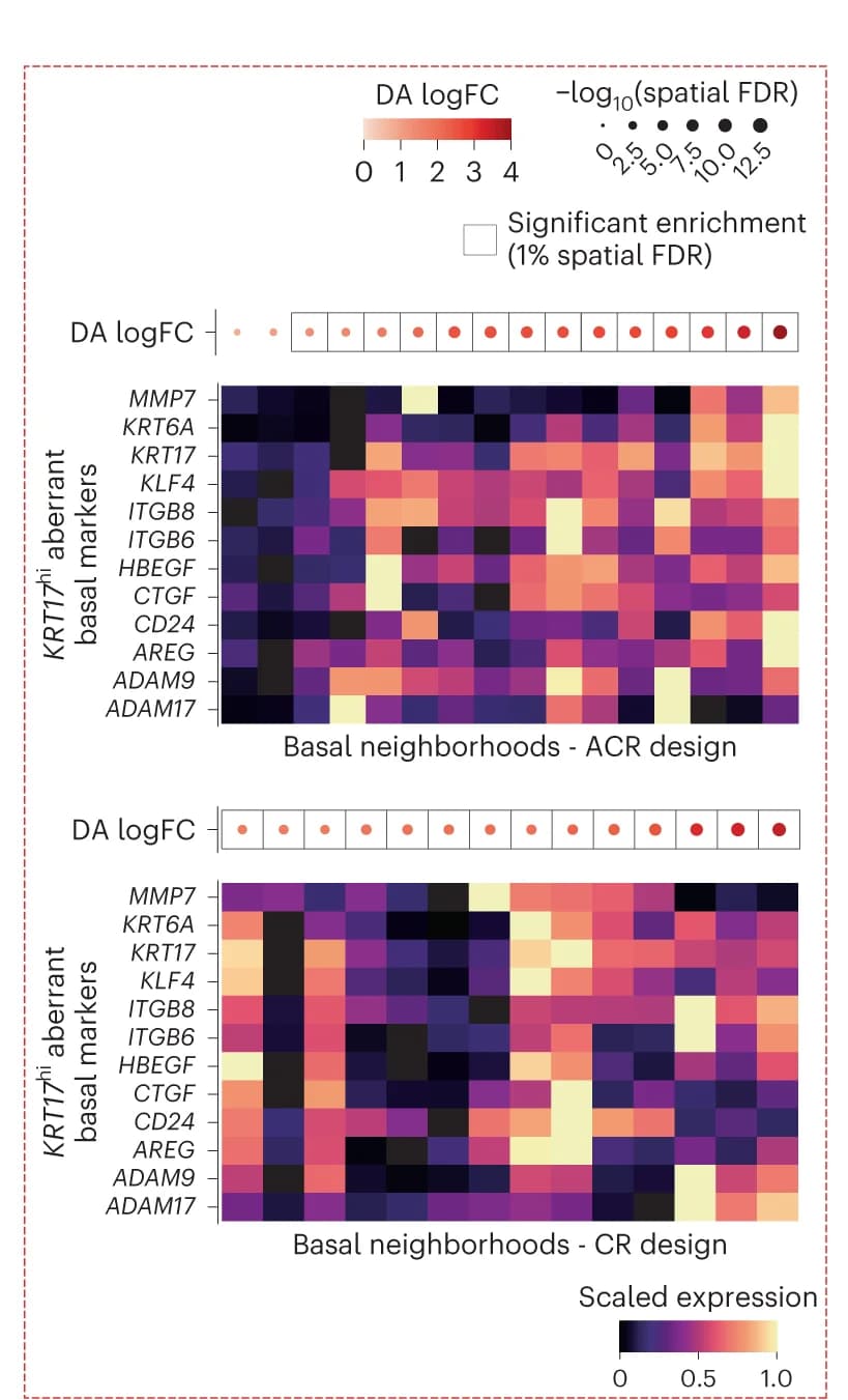 Open access visualization of Heatmap, Marker Genes, KRT17 hi Aberrant Basal Cells, Basal Neighborhoods, ACR Design
