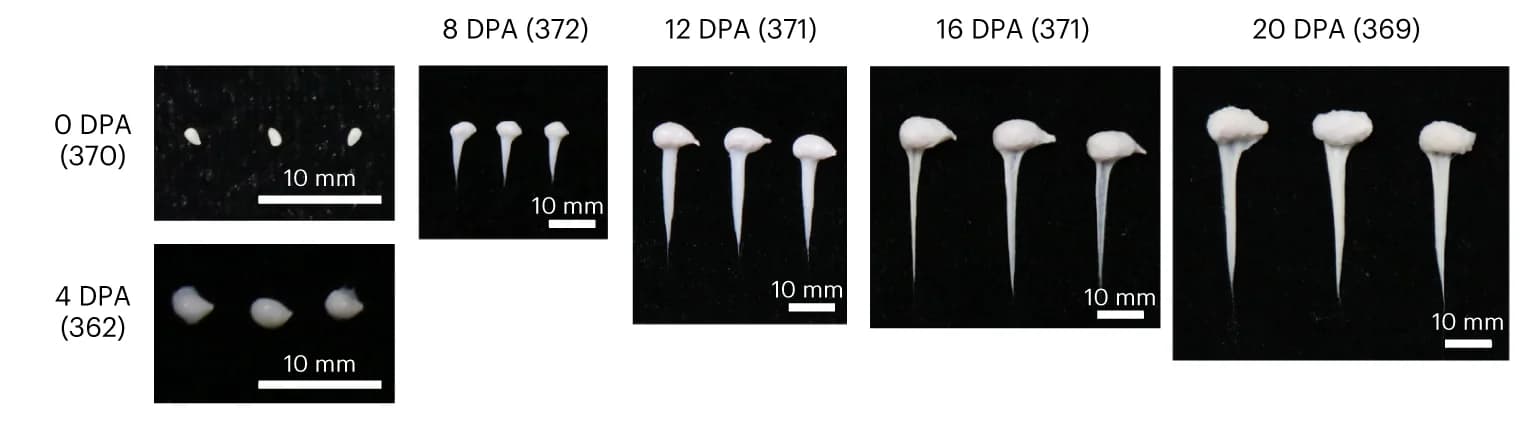 Open access visualization of Photo, RNA-seq, Fiber Development, Ovules, Fibers