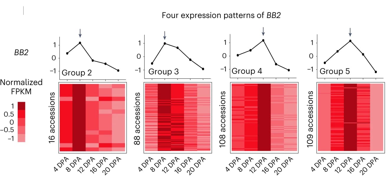 Open access visualization of Line Plot, Heatmap, Gene Expression Profiles, Heatmaps, Line Charts