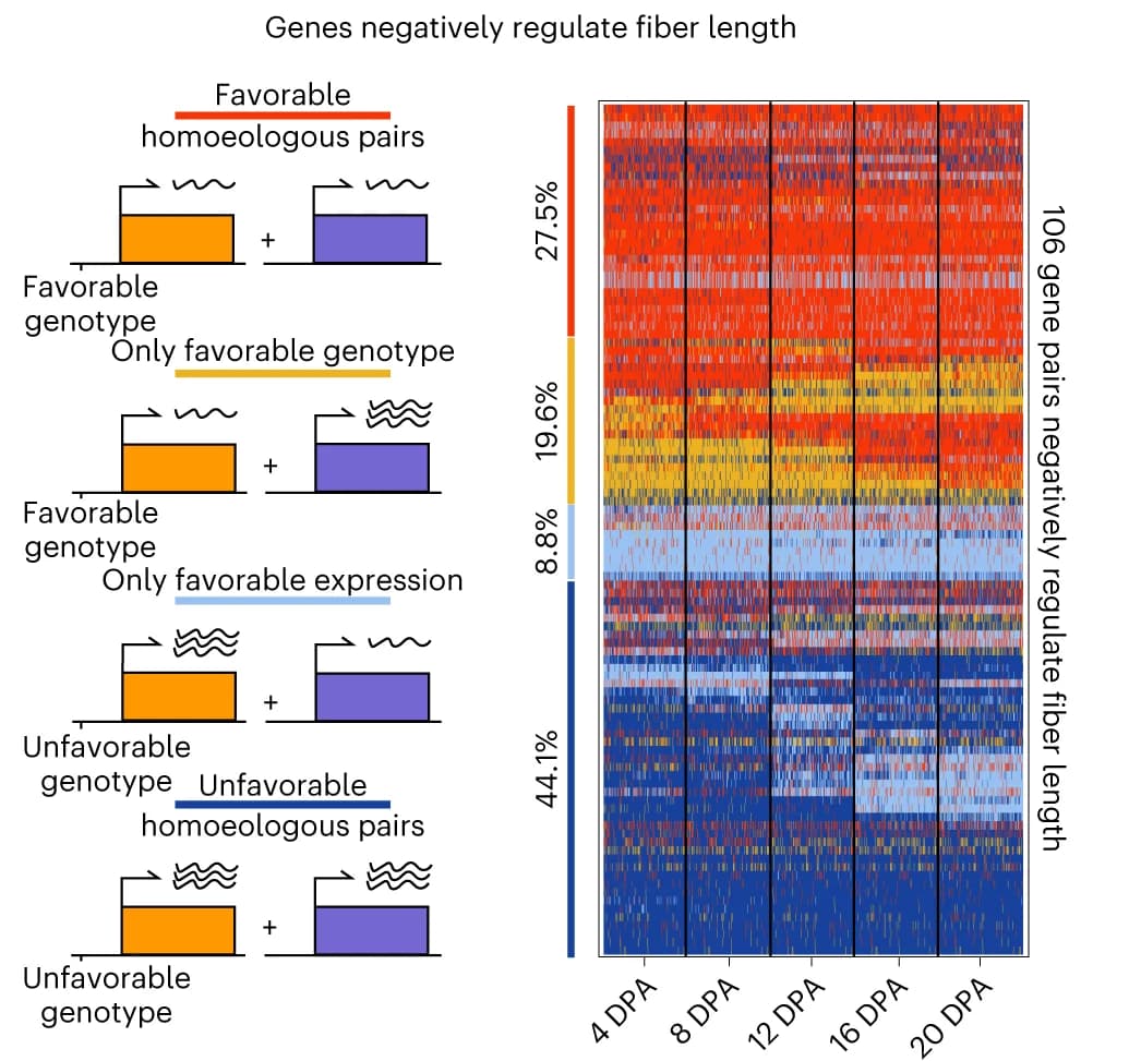 Open access visualization of Heatmap, Illustration, Homoeologous Genes, Fiber Length, Genotype