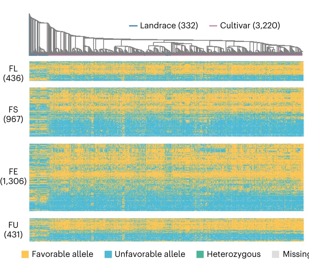Open access visualization of Heatmap, Clustered, Phylogenetic Tree, Genotypes, Fiber-related Loci