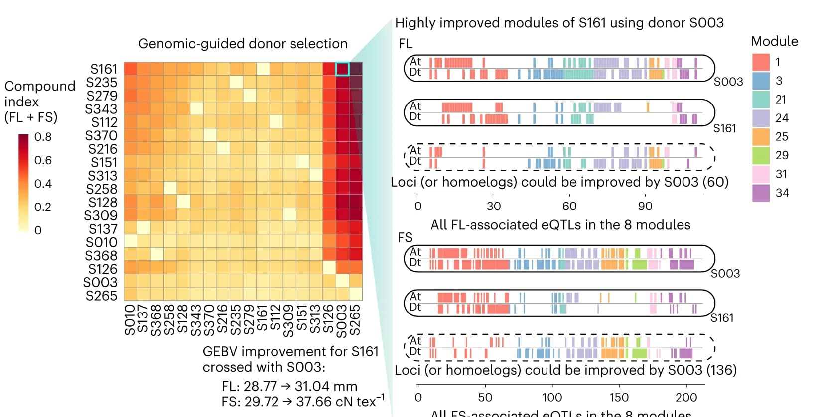 Open access visualization of Heatmap, Genomic-guided Donor Parent Selection, Genetic Improvement, FL/FS-associated Loci, Genetic Modules