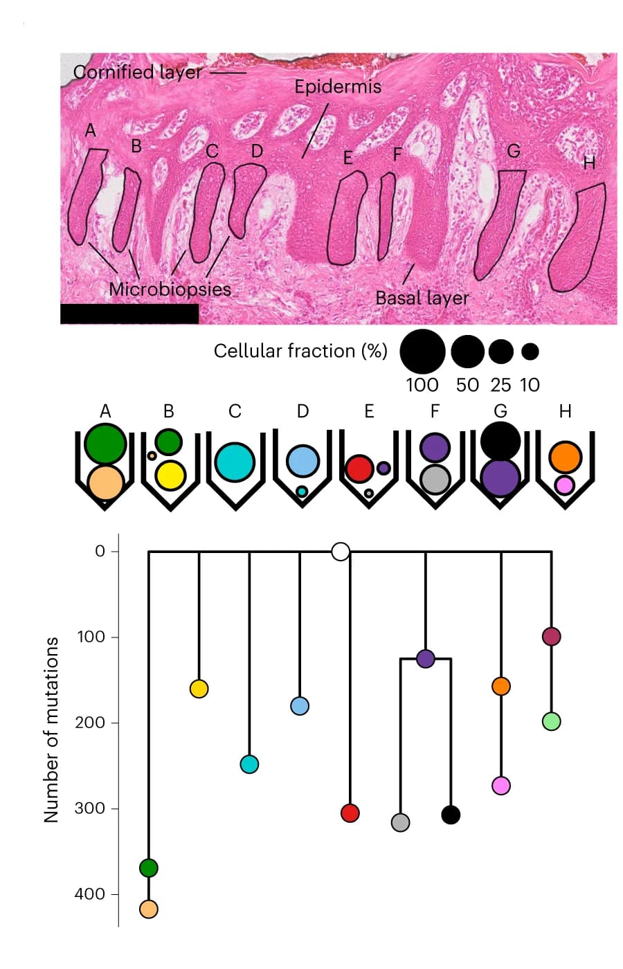 Open access visualization of Microscopy, Scatter Plot, Line Plot, Illustration, Histology Image