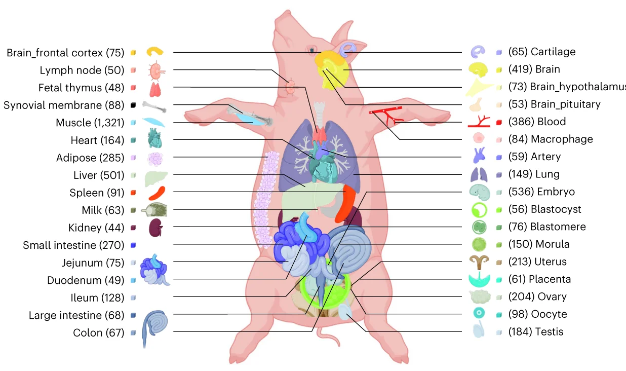 Open access visualization of Illustration, Sample Sizes, Tissues, Cell Types, Organ Systems