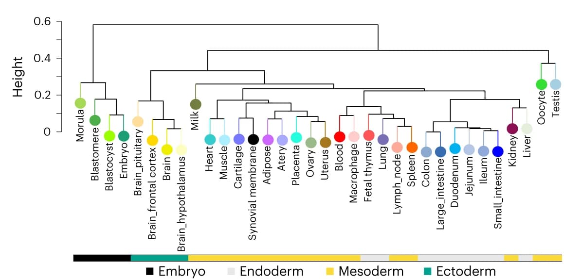 Open access visualization of Network, Clustered, Tissues, Clustering, Gene Expression