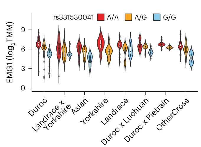 Open access visualization of Violin Plot, cis-eQTL, EMG1, Muscle, Ancestry Groups
