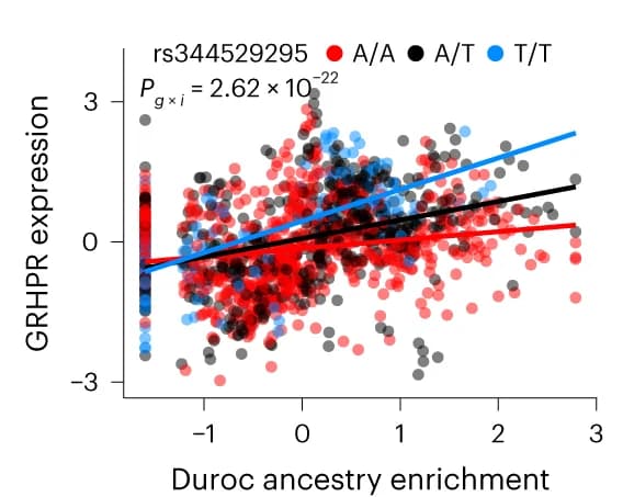 Open access visualization of Scatter Plot, Regression Plot, eVariant, GRHPR, Duroc Ancestry