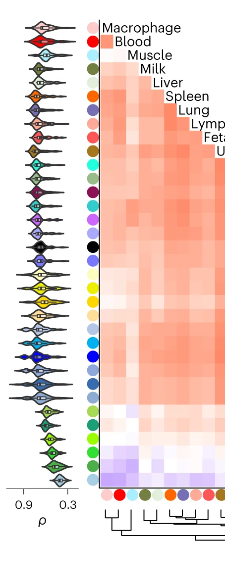 Open access visualization of Heatmap, Clustered, Violin Plot, Box Plot, Tissues