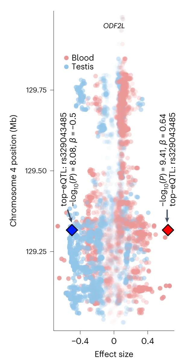Open access visualization of Scatter Plot, cis-eQTL, ODF2L, Chromosome 4, Blood