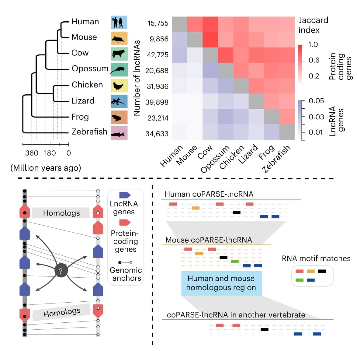 Open access visualization of Heatmap, Workflow, Bar Plot, Phylogenetic Tree, LncHOME