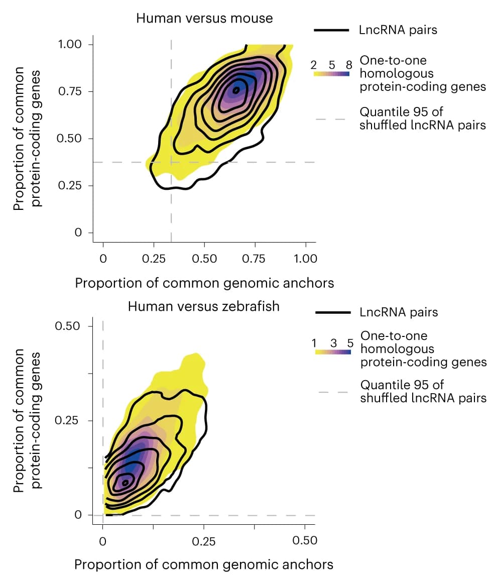 Open access visualization of Density Plot, Line Plot, Contour Line Plot, Syntenic LncRNAs, Human