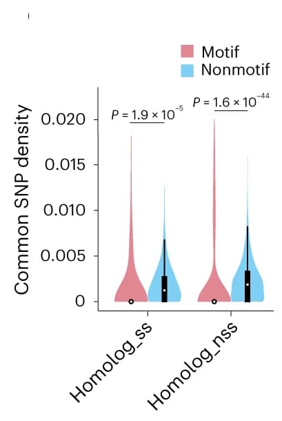 Open access visualization of Violin Plot, Box Plot, SNP Density, SNPs, Motif Regions