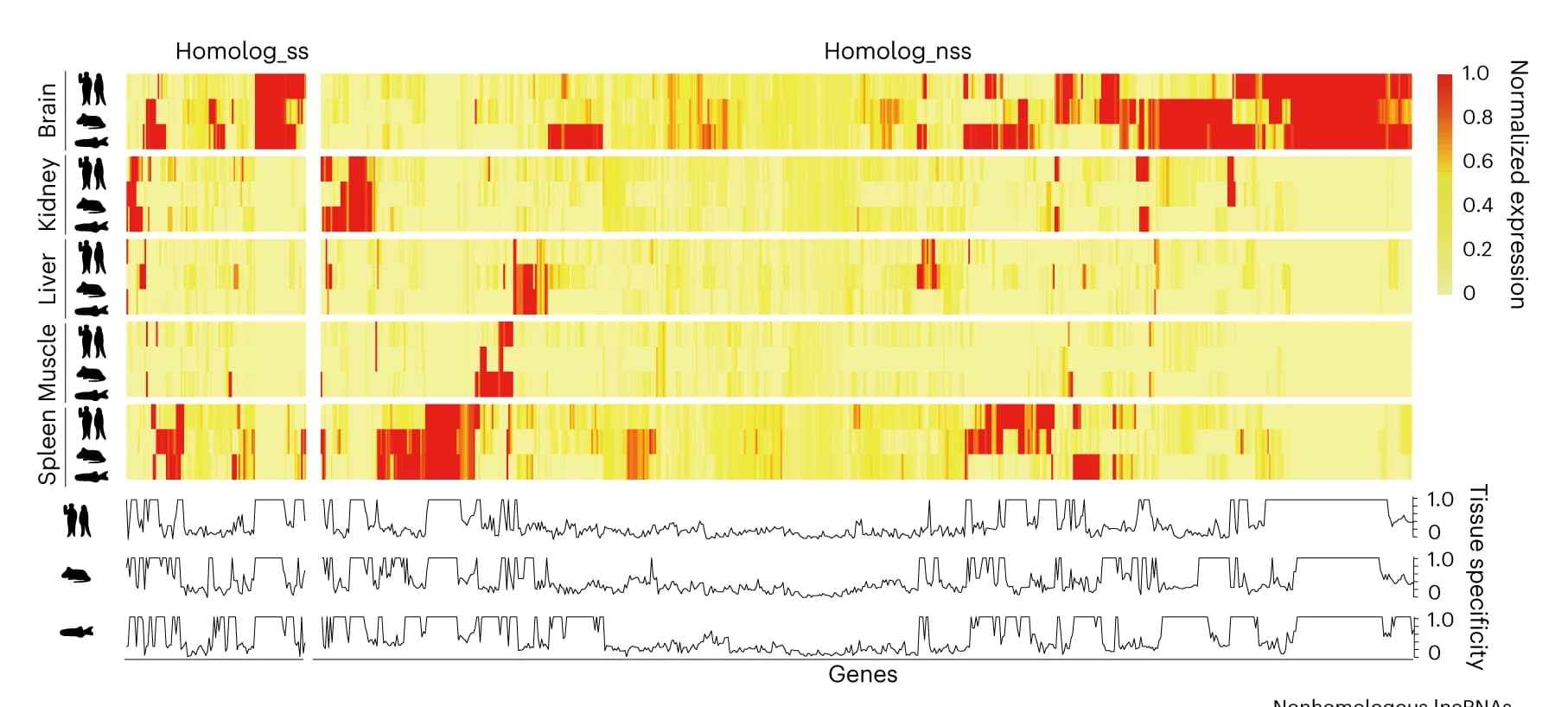 Open access visualization of Heatmap, Line Plot, Expression Values, coPARSE-lncRNAs, Homologs