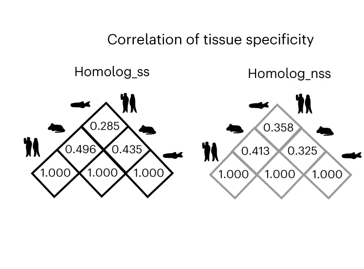 Open access visualization of Heatmap, Tissue Specificity, coPARSE-lncRNAs, Homologs, Species