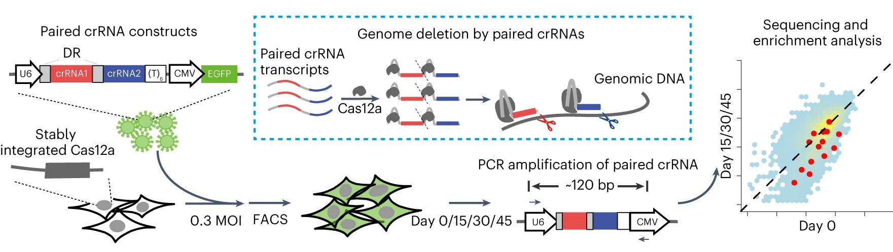 Open access visualization of Workflow, Scatter Plot, crRNA Library, Cas12a, Lentiviral Infection