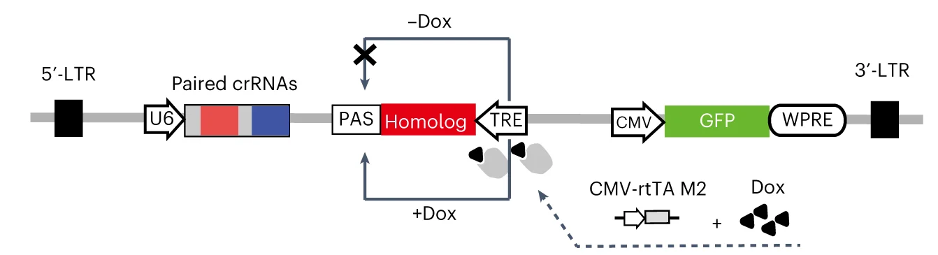 Open access visualization of Workflow, Flowchart, KO-rescue, Lentivirus Plasmid, crRNAs