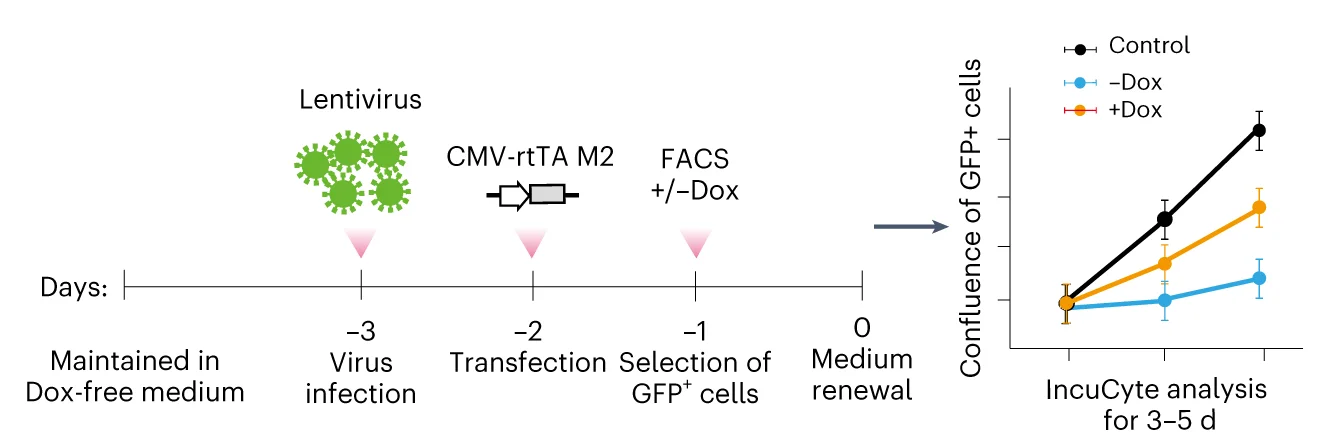 Open access visualization of Line Plot, Error Bars, Workflow, IncuCyte Proliferation Analysis, HeLa Cells