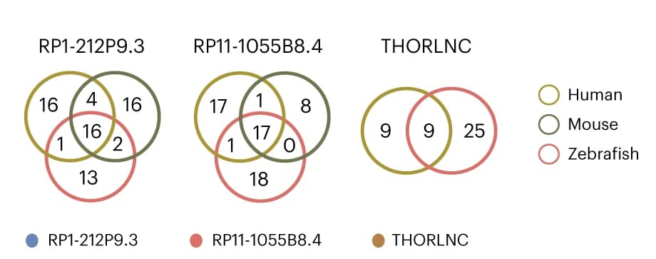 Open access visualization of Venn Diagram, Binding Proteins, lncRNAs, coPARSE-lncRNAs, THORLNC
