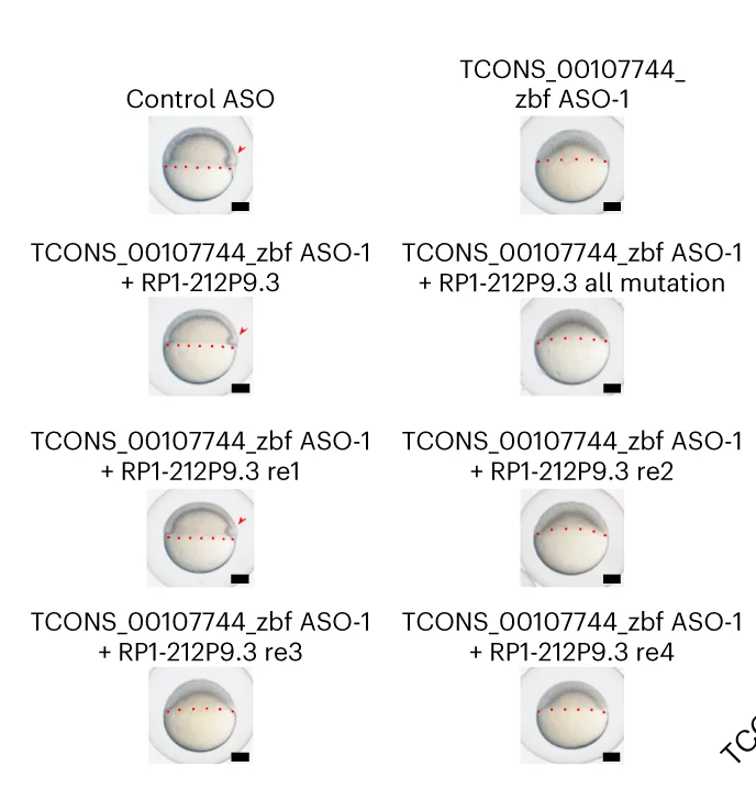 Open access visualization of Photo, Embryogenesis, coPARSE-lncRNA RP1-212P9.3, NONO-binding Sites, Zebrafish