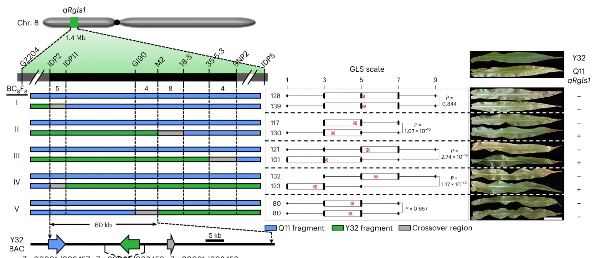Open access visualization of Box Plot, Photo, Illustration, Recombinant-Derived Homozygous Lines, GLS Resistance