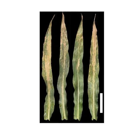 Open access visualization of Photo, GLS Symptoms, B73, Homozygous Transgenic Lines, Scale Bars