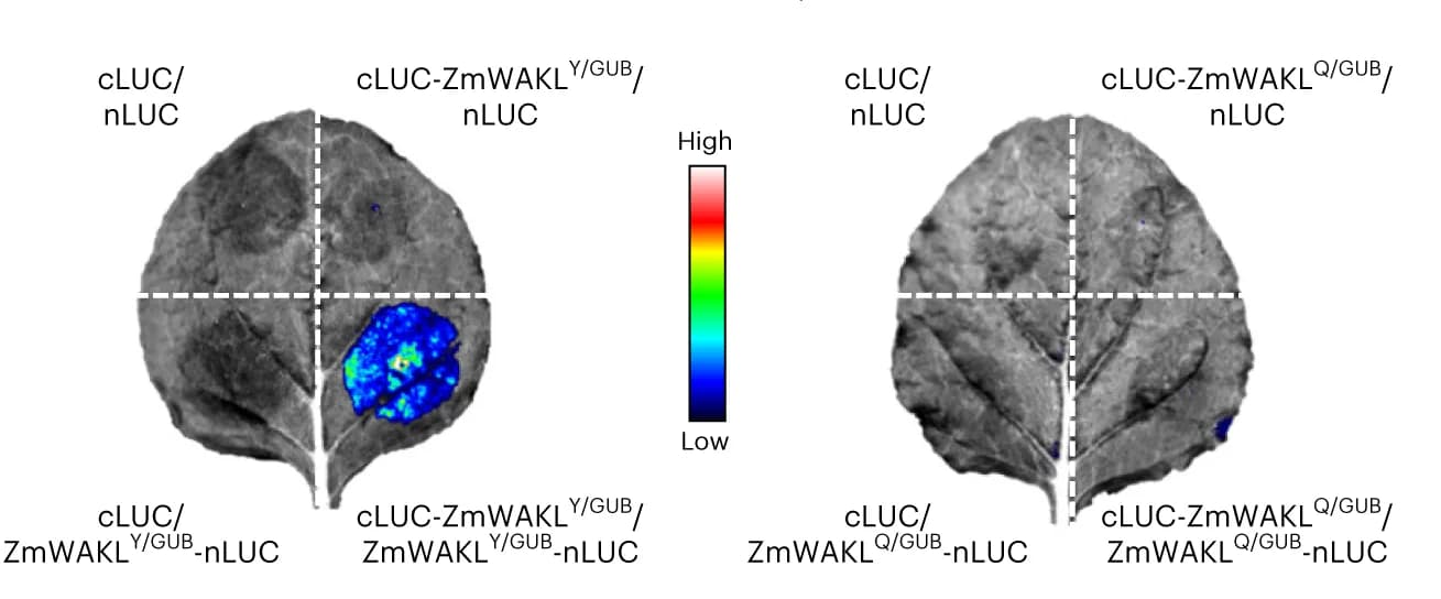 Open access visualization of Photo, Protein Domains, Protein Association, SLC Assay