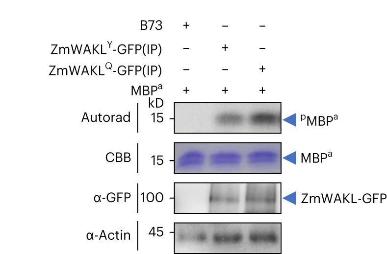 Open access visualization of Gel, In Vitro Phosphorylation, Transgenic Plants, Autoradiography, CBB Staining