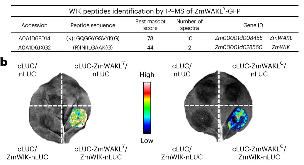 Open access visualization of Table Image, Microscopy, Photo, ZmWAKL, RLK ZmWIK