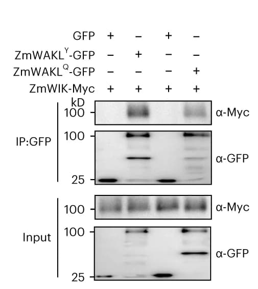 Open access visualization of Gel, ZmWIK, ZmWAKL Y, ZmWAKL Q, Co-IP Assay
