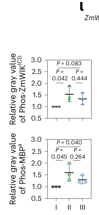 Open access visualization of Scatter Plot, Error Bars, His-ZmWIK ICD, MBP, Phosphorylation Levels