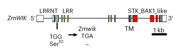 Open access visualization of Illustration, Workflow, ZmWIK, EMS, Stop Codon