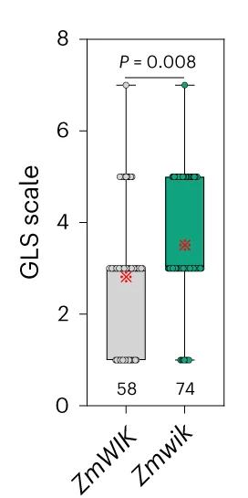 Open access visualization of Box Plot, Scatter Plot, GLS Resistance, Wild-Type ZmWIK, ZmWIK Null Mutant