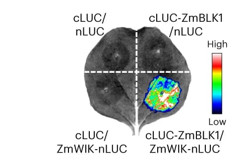 Open access visualization of Microscopy, Photo, SLC Assay, ZmBLK1, ZmWIK