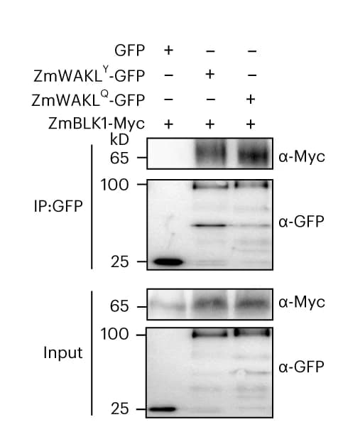 Open access visualization of Gel, Co-IP Assay, ZmBLK1, ZmWAKL Y, ZmWAKL Q
